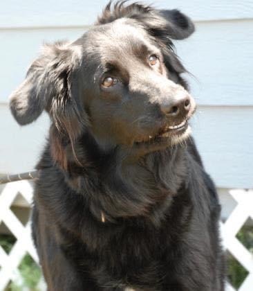 Petfinder flat 2025 coated retriever