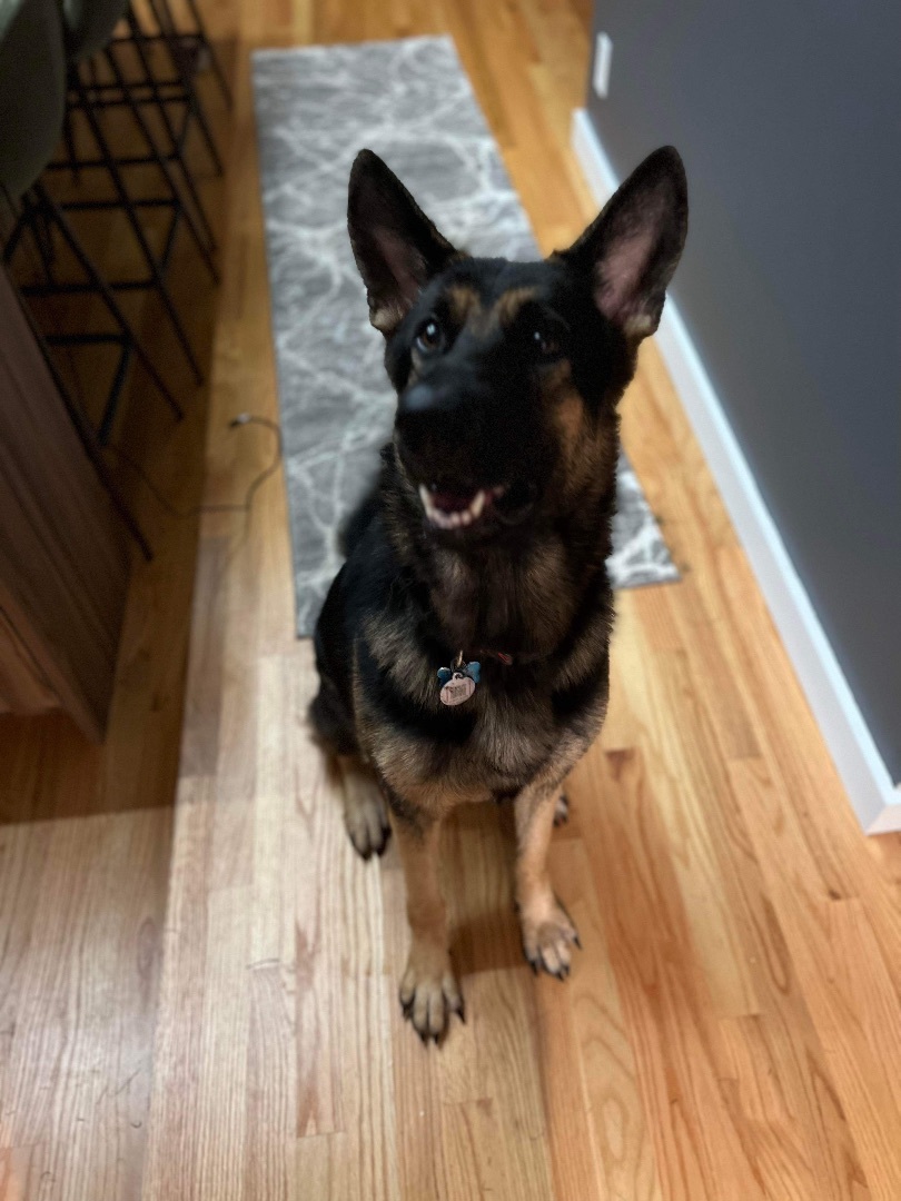 Dog for adoption - Foxy, a German Shepherd Dog in West Haven, CT ...