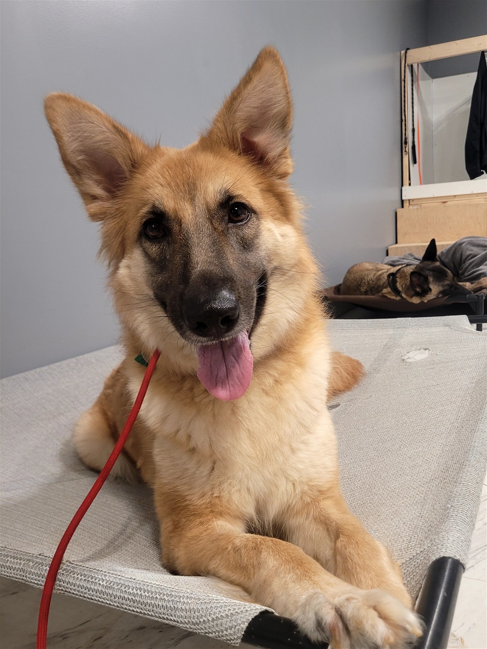 Shenandoah Shepherd Rescue - z38ejf1