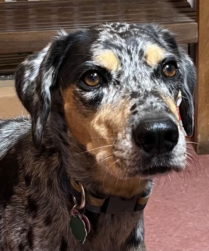 Catahoula leopard dog store petfinder