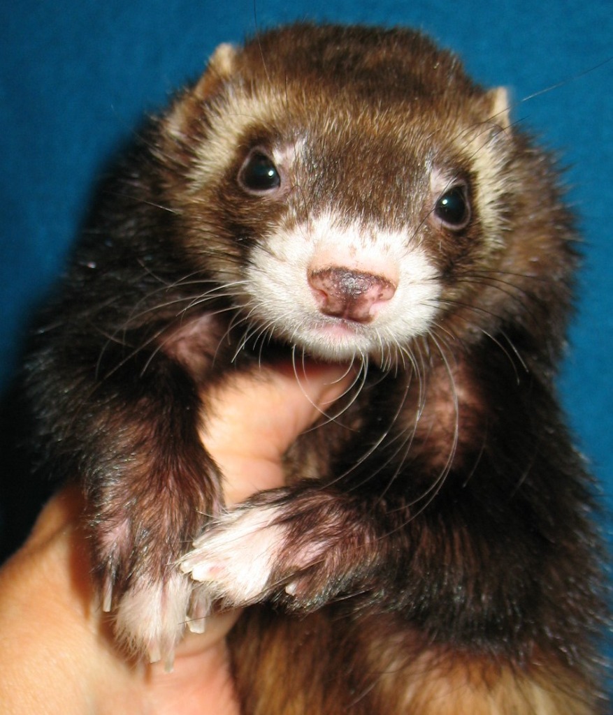 Petfinder ferret store