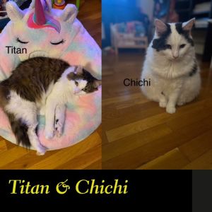 ChiChi (and Titan): Courtesy Post Domestic Long Hair Cat