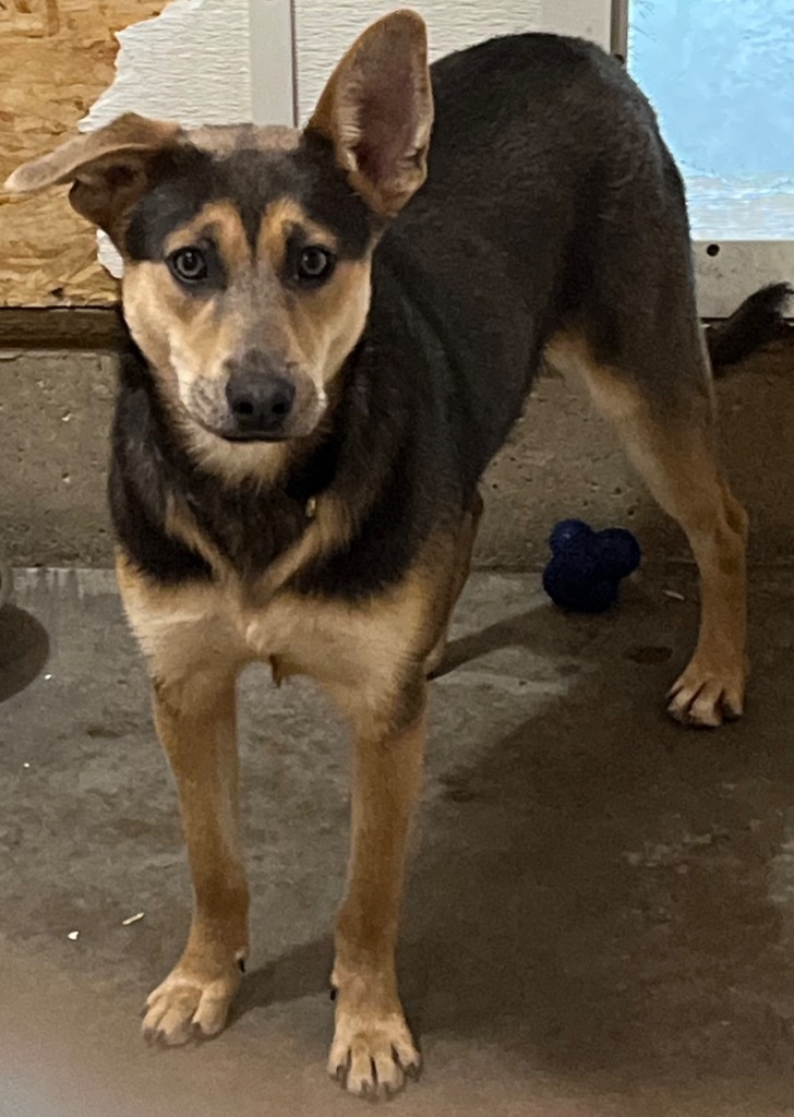 Moby, an adoptable Australian Shepherd, Fox Terrier in Thompson Falls, MT, 59873 | Photo Image 1