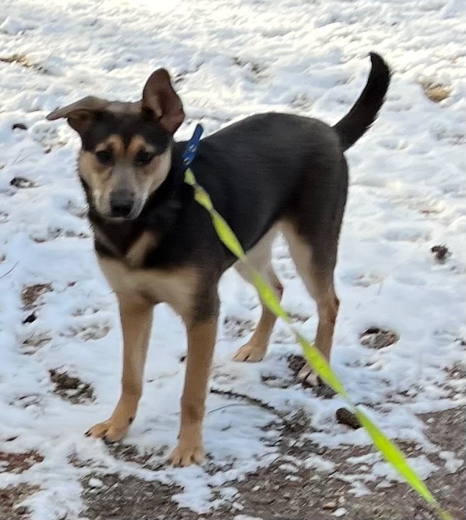 Husky fox best sale terrier mix