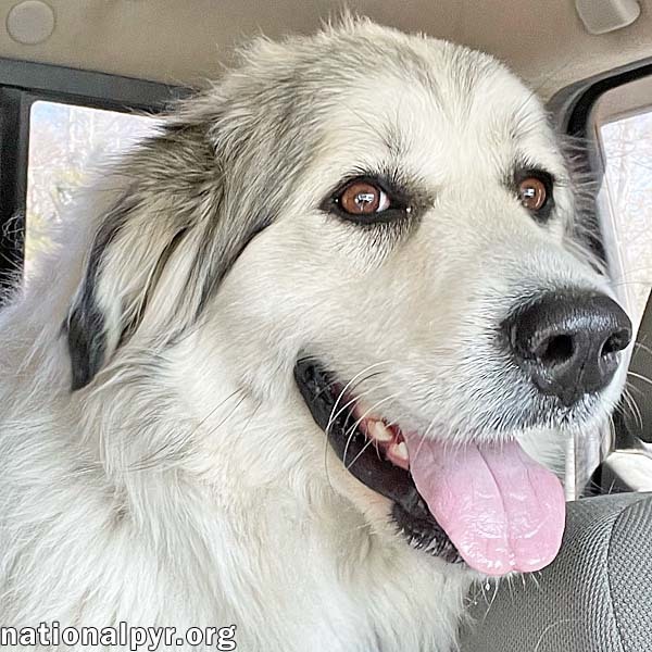 Lucy in NJ - Adorable, Sweet & Playful Girl!, an adoptable Great Pyrenees in Vineland, NJ_image-1