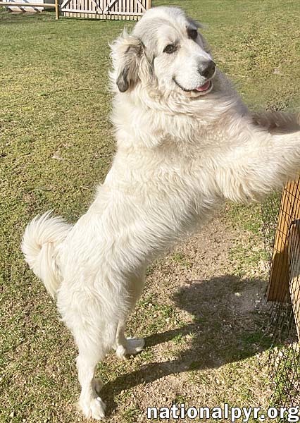 Lucy in NJ - Adorable, Sweet & Playful Girl!, an adoptable Great Pyrenees in Vineland, NJ_image-2