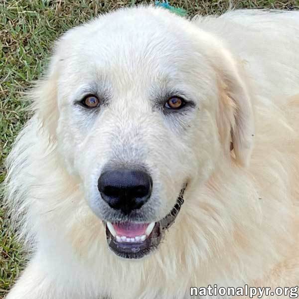 Ricky in AL - Will Be Your Best Buddy!, an adoptable Great Pyrenees in Birmingham, AL_image-1