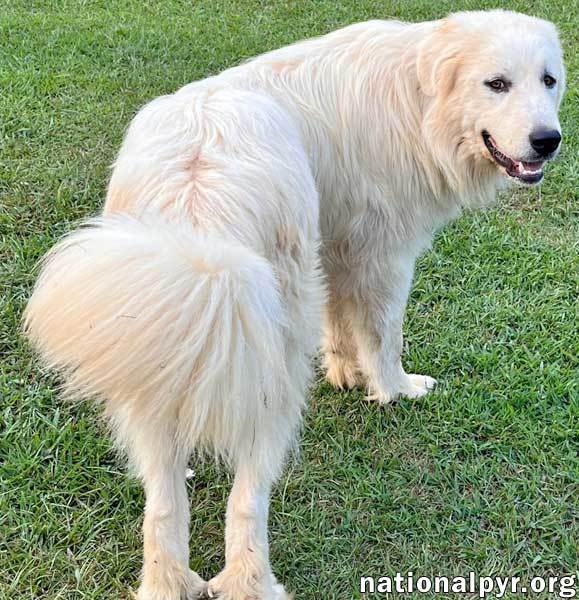 Ricky in AL - Will Be Your Best Buddy!, an adoptable Great Pyrenees in Birmingham, AL_image-3