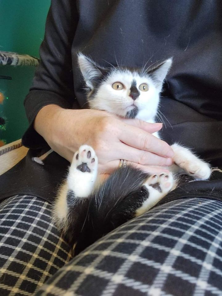 Cat for adoption - MooMoo, a Domestic Short Hair in Dartmouth, NS