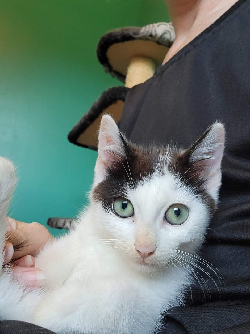 Cat for adoption - MooMoo, a Domestic Short Hair in Dartmouth, NS