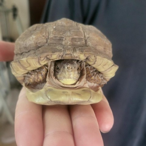 Turtle for adoption - Baby, a Turtle in San Marcos, TX | Petfinder