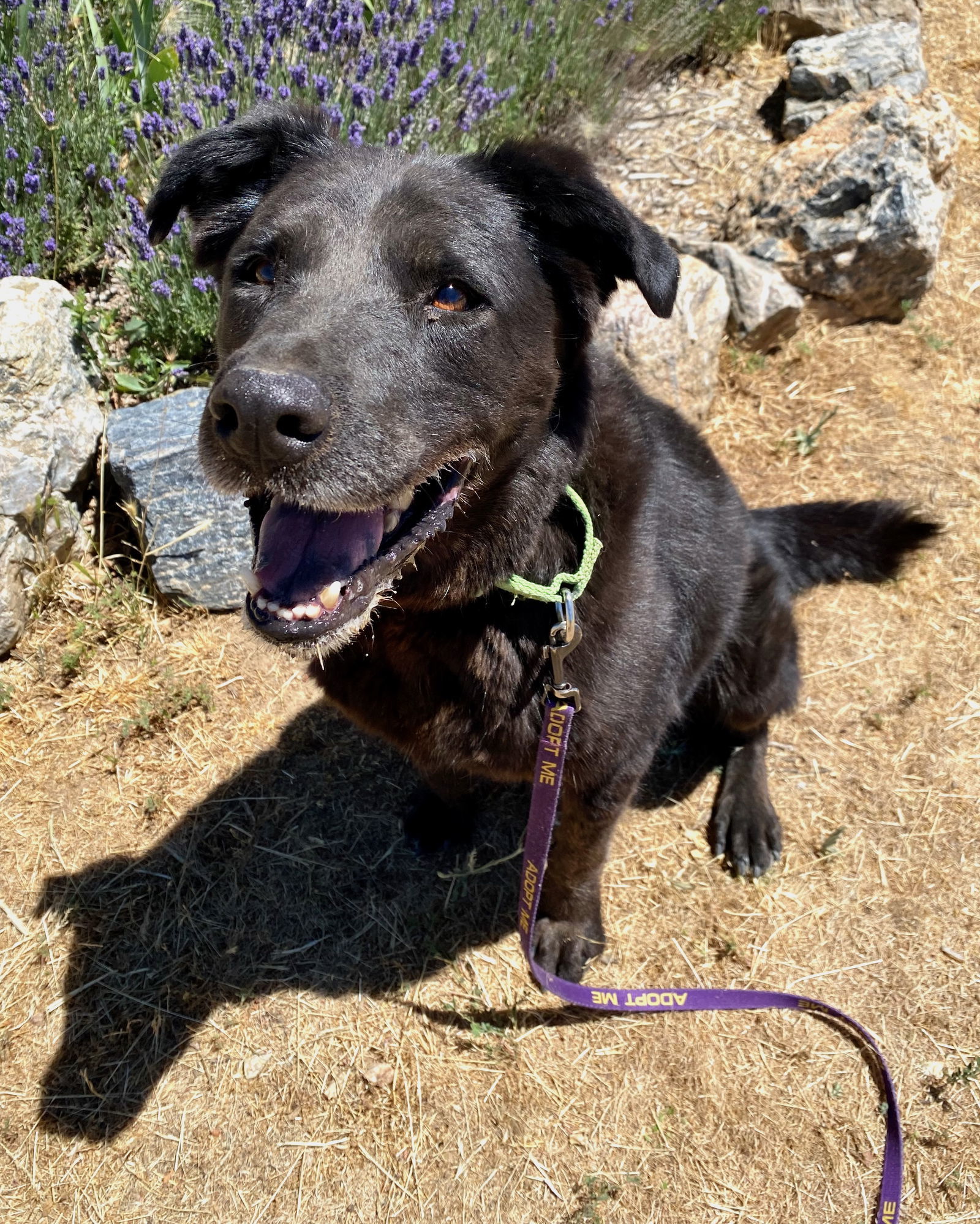 Lucky, an adoptable Labrador Retriever, Chow Chow in Yreka, CA, 96097 | Photo Image 1