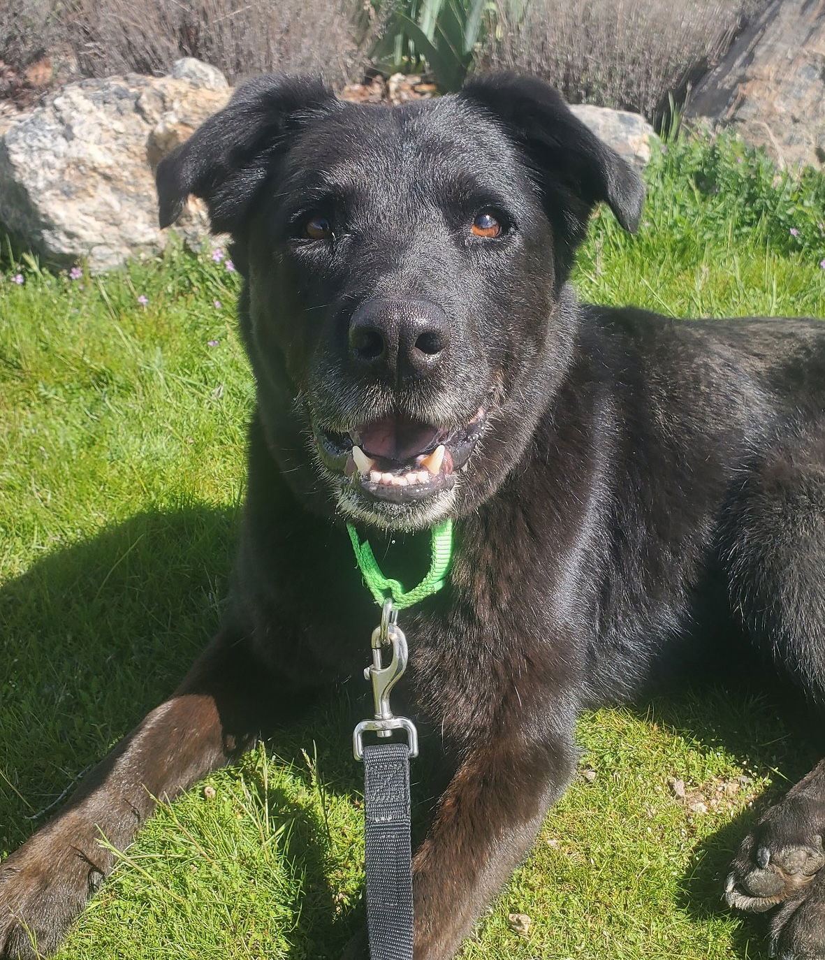 Lucky, an adoptable Labrador Retriever, Chow Chow in Yreka, CA, 96097 | Photo Image 2