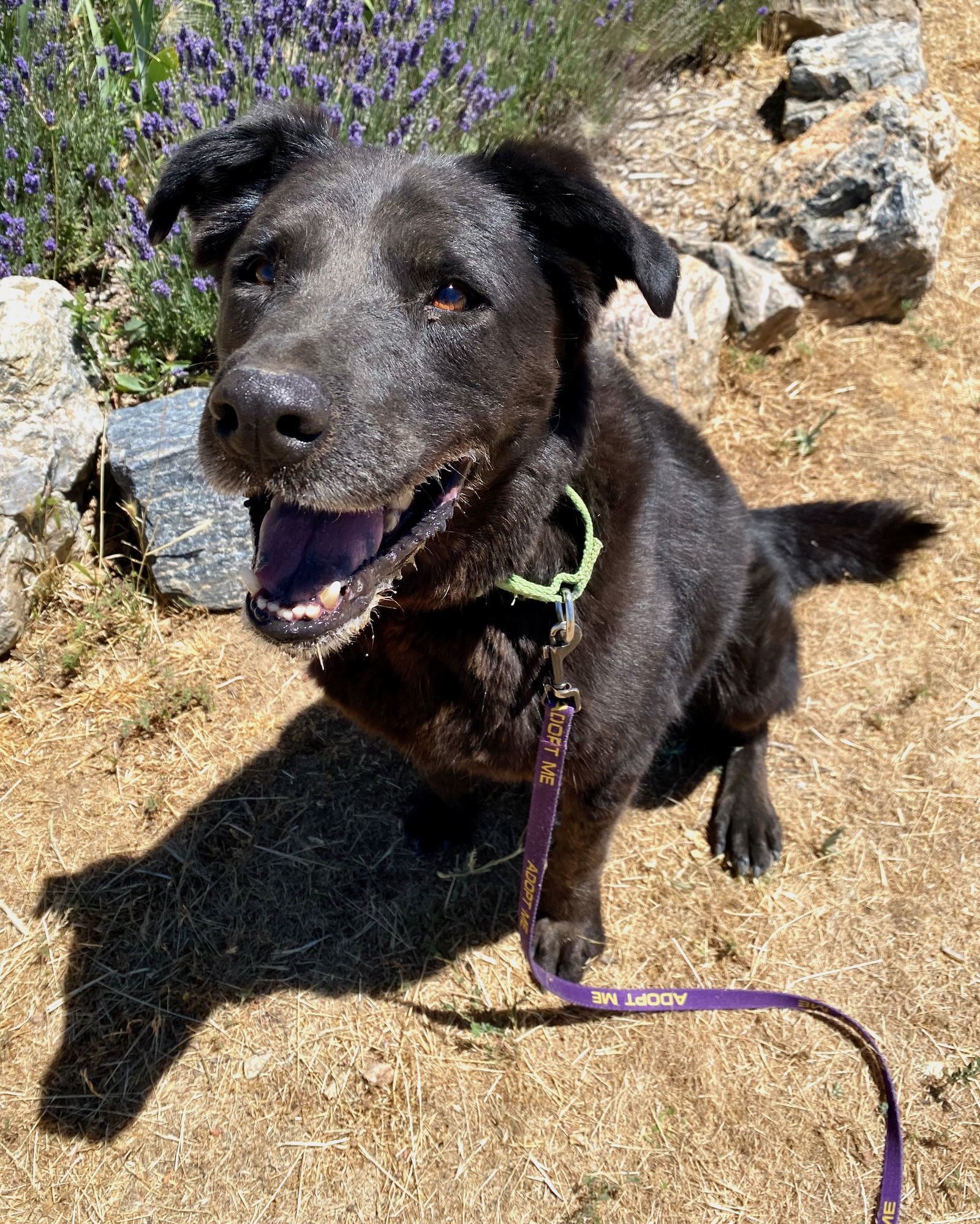 Lucky, an adoptable Labrador Retriever, Chow Chow in Yreka, CA, 96097 | Photo Image 2
