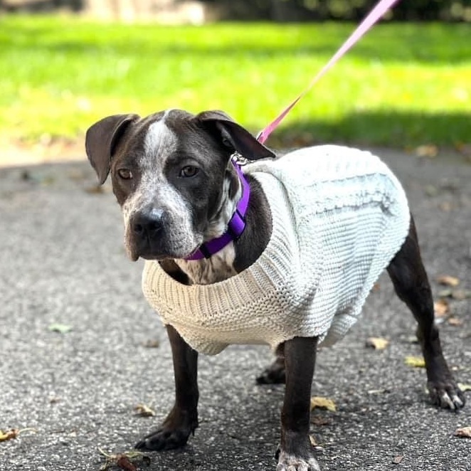 Dog for adoption - Nakia, a Pit Bull Terrier Mix in Bristol, CT | Petfinder