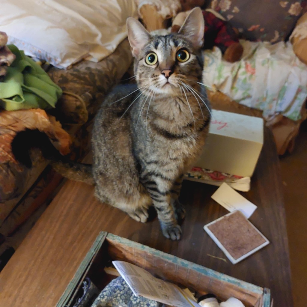 Shetland, an adoptable Domestic Short Hair in Fond Du Lac, WI, 54935 | Photo Image 1