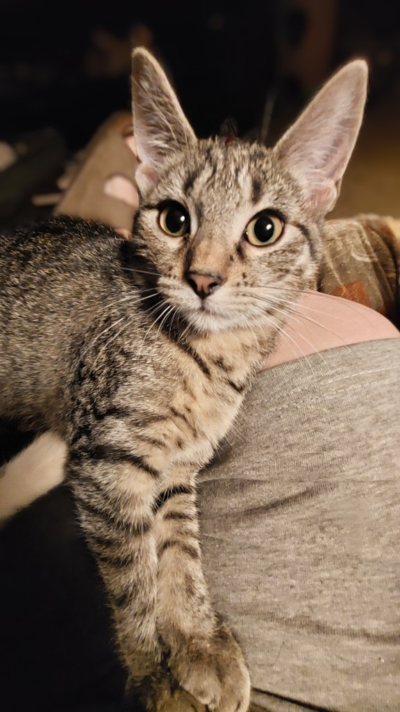 Shetland, an adoptable Domestic Short Hair in Fond Du Lac, WI, 54935 | Photo Image 2