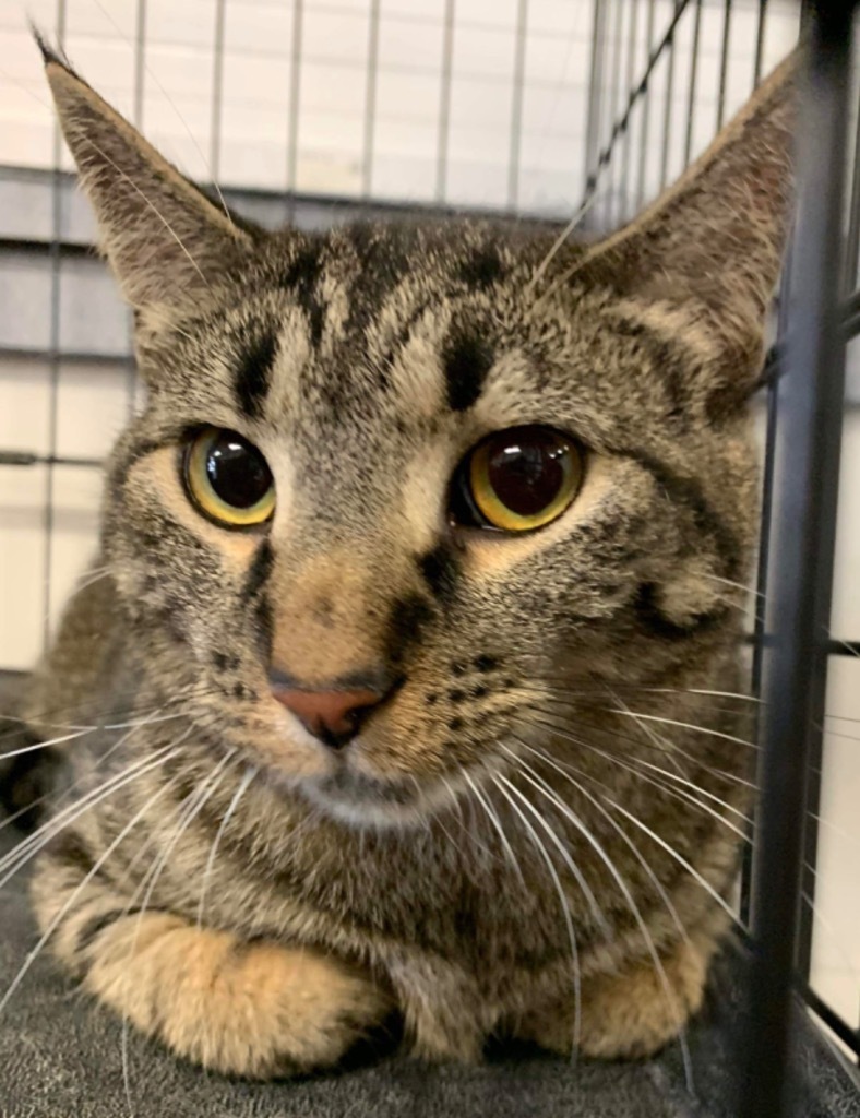 Shetland, an adoptable Domestic Short Hair in Fond Du Lac, WI, 54935 | Photo Image 3