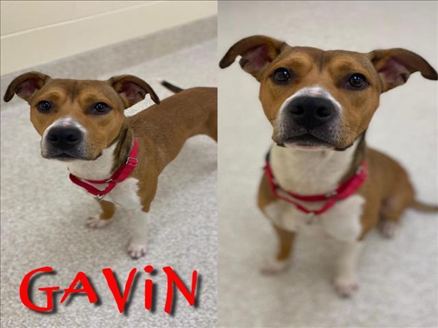 GAVIN, an adoptable Black Mouth Cur, German Shepherd Dog in Saginaw, MI, 48602 | Photo Image 1