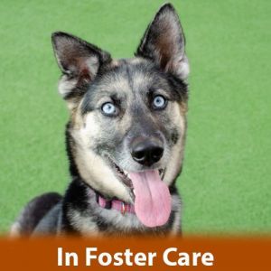 FOSTER CARE My adoption and training fees are 50 off Howdy Im Tilly Im a 2 year old spayed f