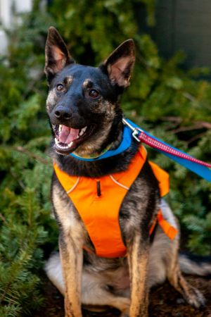 Meet Piper the petite powerhouse of enthusiasm This small female German ShepherdCattle Dog mix ma