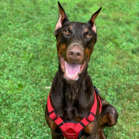 7713 Beau, an adoptable Doberman Pinscher in Sandown, NH, 03873 | Photo Image 1