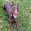 7713 Beau - I'm a SSNAP Dog