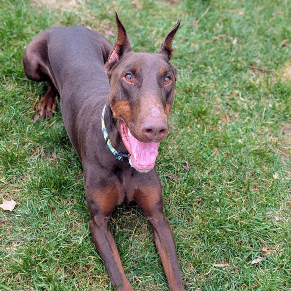 7713 Beau - I'm a SSNAP Dog, an adoptable Doberman Pinscher in Sandown, NH, 03873 | Photo Image 1