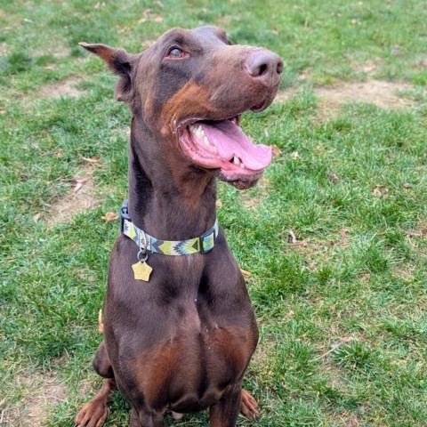 7713 Beau, an adoptable Doberman Pinscher in Sandown, NH, 03873 | Photo Image 2