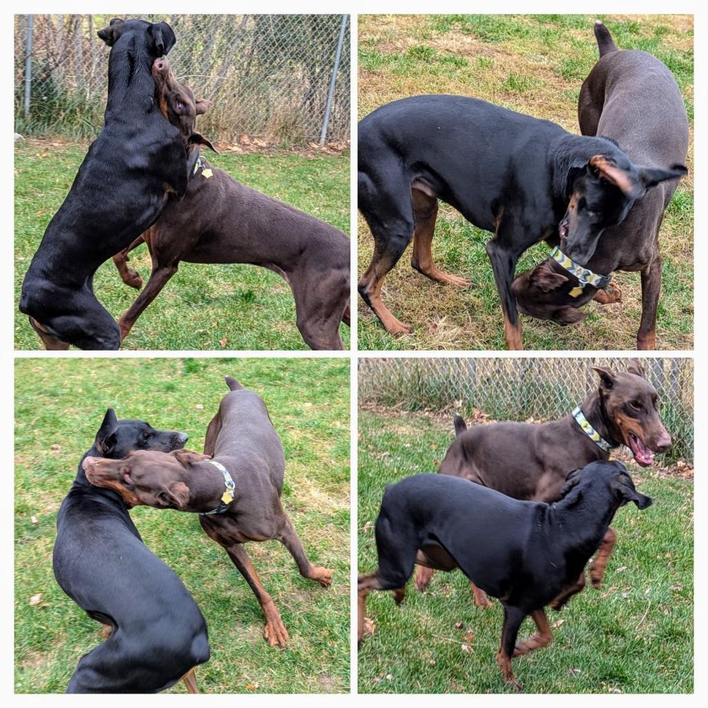 7713 Beau - I'm a SSNAP Dog, an adoptable Doberman Pinscher in Sandown, NH, 03873 | Photo Image 2
