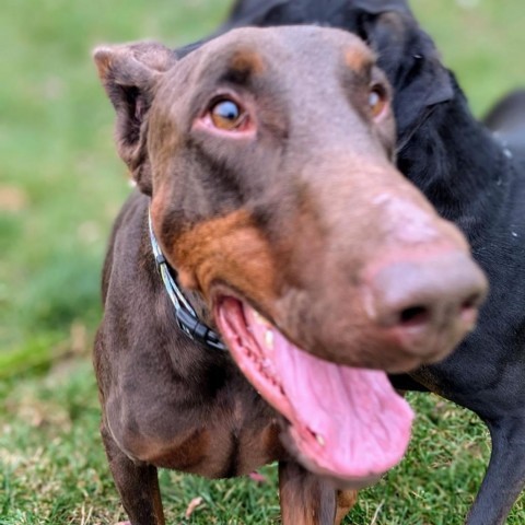 7713 Beau, an adoptable Doberman Pinscher in Sandown, NH, 03873 | Photo Image 3