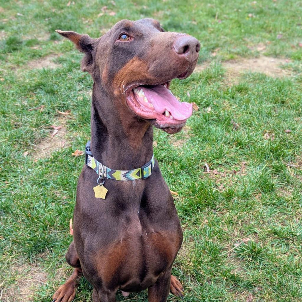 7713 Beau, an adoptable Doberman Pinscher in Sandown, NH, 03873 | Photo Image 3