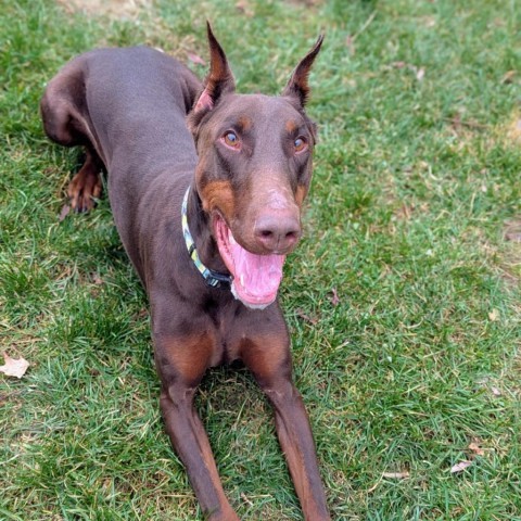 7713 Beau, an adoptable Doberman Pinscher in Sandown, NH, 03873 | Photo Image 4