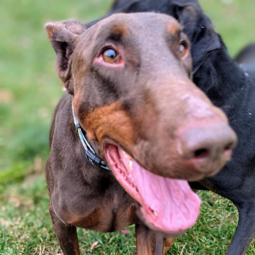 7713 Beau - I'm a SSNAP Dog, an adoptable Doberman Pinscher in Sandown, NH, 03873 | Photo Image 4
