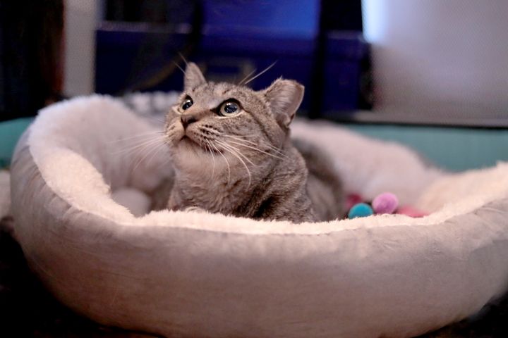 Claudette, an adopted Domestic Short Hair in Brooklyn, NY_image-3