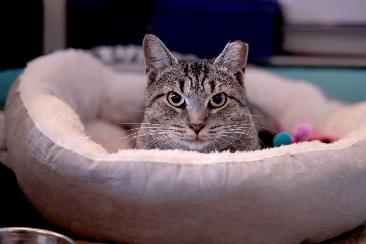 Claudette, an adopted Domestic Short Hair in Brooklyn, NY_image-4
