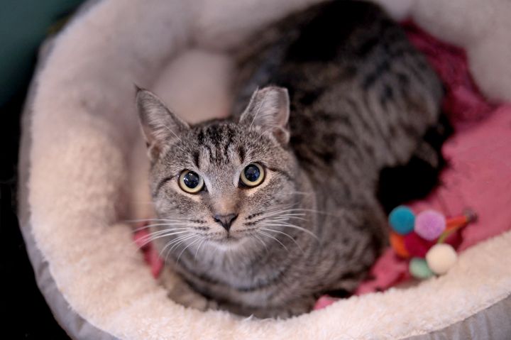 Claudette, an adopted Domestic Short Hair in Brooklyn, NY_image-1