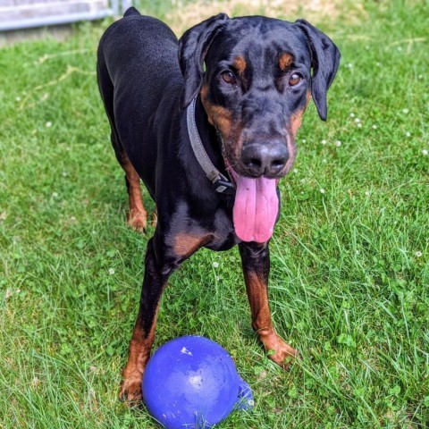 7788 Hudson, an adoptable Doberman Pinscher in Sandown, NH, 03873 | Photo Image 1