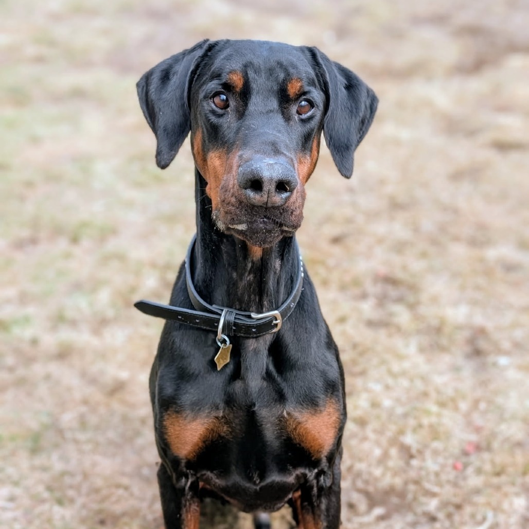 7788 Hudson, an adoptable Doberman Pinscher in Sandown, NH, 03873 | Photo Image 2