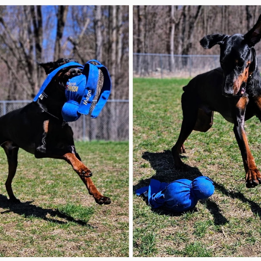 7788 Hudson, an adoptable Doberman Pinscher in Sandown, NH, 03873 | Photo Image 3
