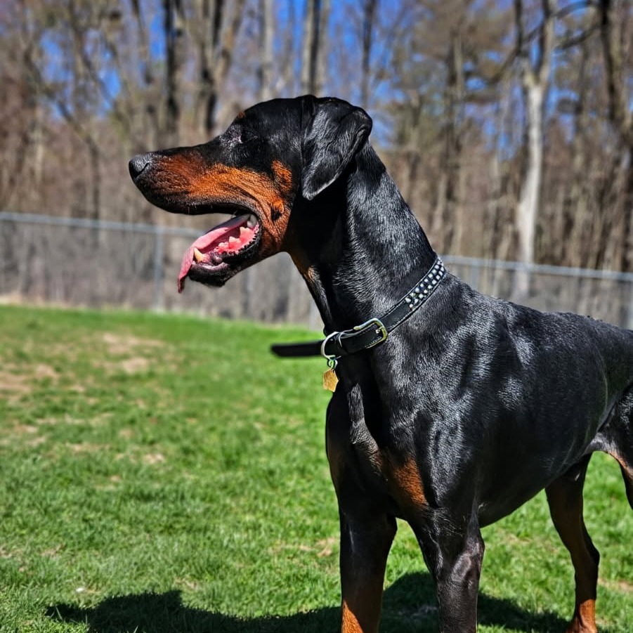 7788 Hudson, an adoptable Doberman Pinscher in Sandown, NH, 03873 | Photo Image 4