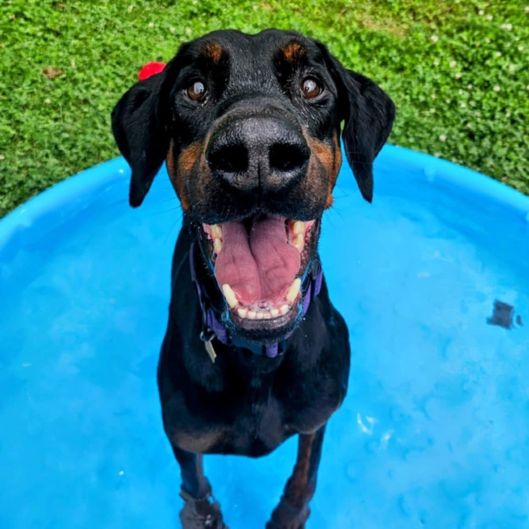 7788 Hudson, an adoptable Doberman Pinscher in Sandown, NH, 03873 | Photo Image 5