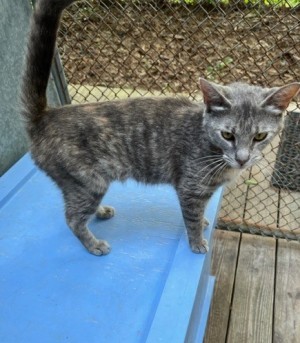 Okoye, an adoptable Calico in Savannah, GA, 31406 | Photo Image 2