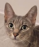 Flora, an adoptable Tabby in Savannah, GA, 31406 | Photo Image 4