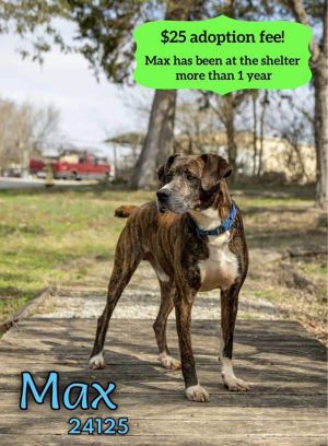 Max is a good boy with a sweet personality He walks well on a leash loves treats and chew toys