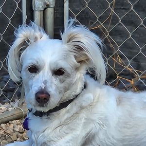 Dog for adoption - Leo, a Terrier Mix in Chatham, ON