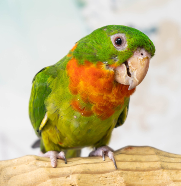 Gaspar