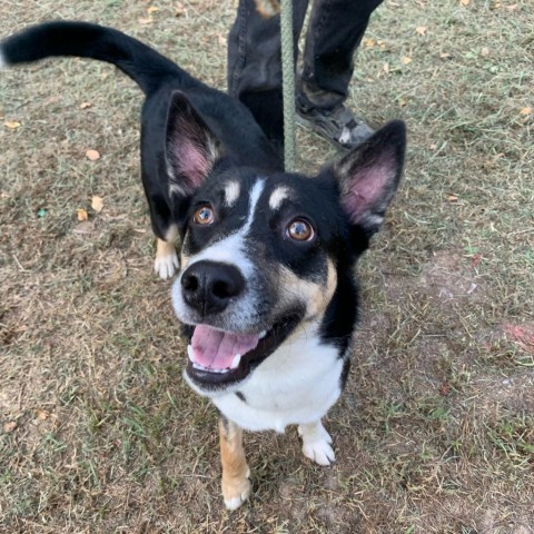 Brianna, an adoptable Husky, Shepherd in Wadena, MN, 56482 | Photo Image 2