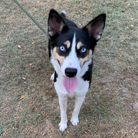 Bernadette, an adoptable Husky, Shepherd in Wadena, MN, 56482 | Photo Image 1