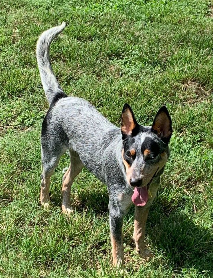 Dog For Adoption - Josie, An Australian Cattle Dog   Blue Heeler In 